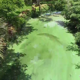 https://www.winknews.com/2018/08/30/algae-hurting-home-sales-in-cape-coral/