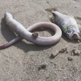 https://www.winknews.com/2018/07/31/is-red-tide-impacting-businesses-on-fort-myers-beach/